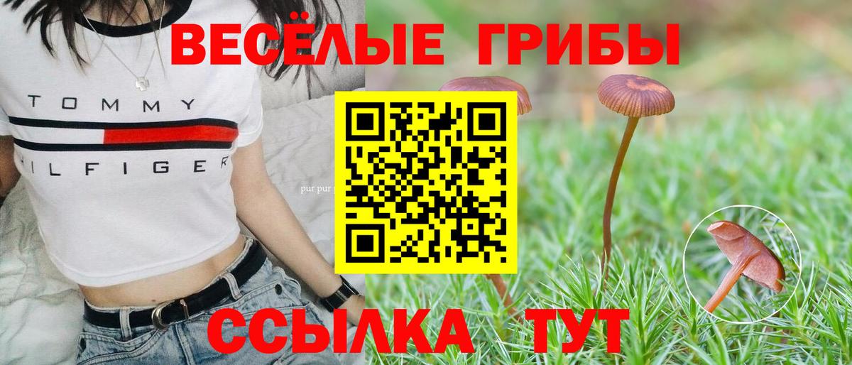 Галлюциногенные грибы Psilocybe Борисоглебск
